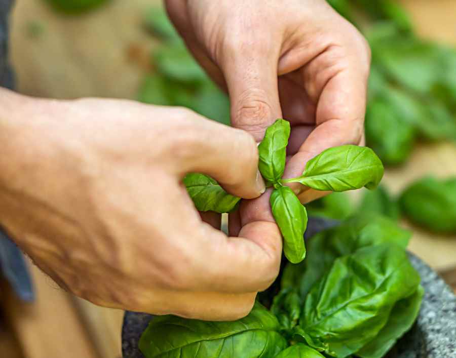 Vodič kroz svet bosiljka: Otkrijte kako ova aromatična biljka može obogatiti vašu kuhinju, poboljšati zdravlje i oživeti vašu kožu. Uživajte u jednostavnim receptima za čaj i sirup od bosiljka, saznajte kako da ga koristite u borbi protiv akni, i istražite njegovu kulinarsku primenu. Plus, saveti kako uzgojiti bosiljak u saksiji i njegovo čuvanje.
