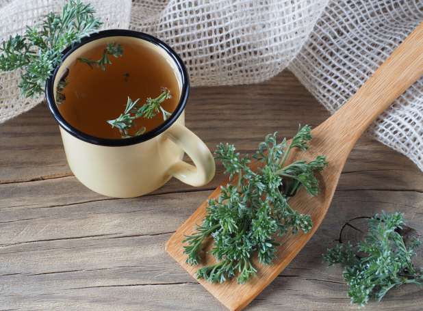 Slika pelina (Artemisia absinthium), biljke sa srebrnkastim listovima i sitnim žutim cvetovima, poznate po lekovitim svojstvima i detoksikacionim efektima.